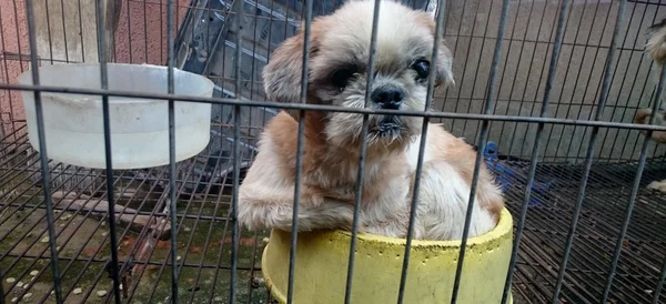 Briga entre síndico e morador dono de cachorro acaba em condenação