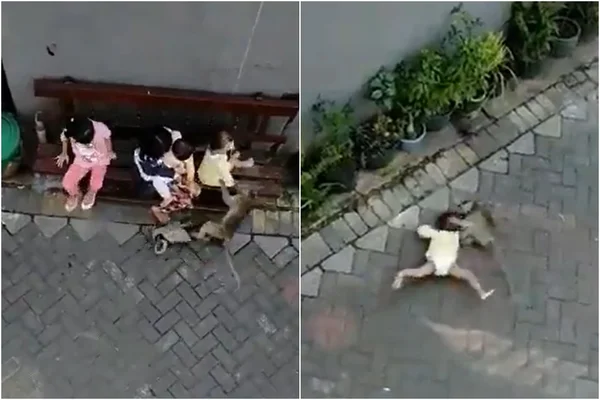 Macaco arrasta menina