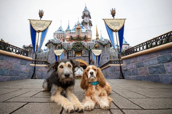 Cachorros do live action de A Dama e o Vagabundo visitam a Disney