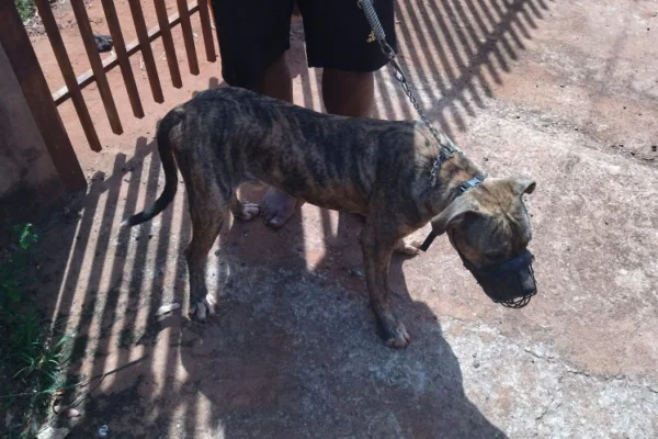 foto colorida de cães encontrados em situação de maus-tratos em casa de Teodoro Sampaio (SP) - Metrópoles