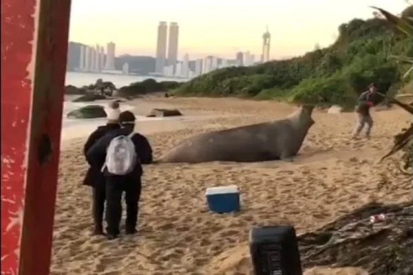 elefante-marinho