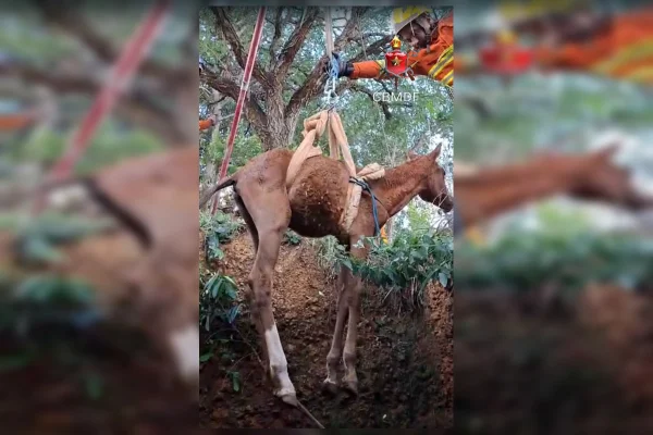 Filhote de égua cai em fossa e é resgatada por bombeiros no DF
