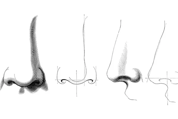 Tipos de nariz