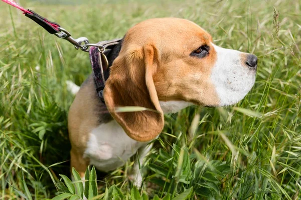 Cachorro com coleira