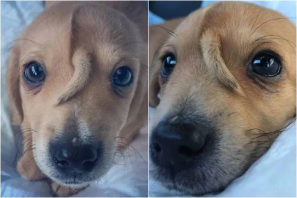 Narwhal, o cãozinho unicórnio