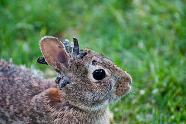 Imagem colorida de coelhos com chifre no Colorado, Estados Unidos - Metrópoles