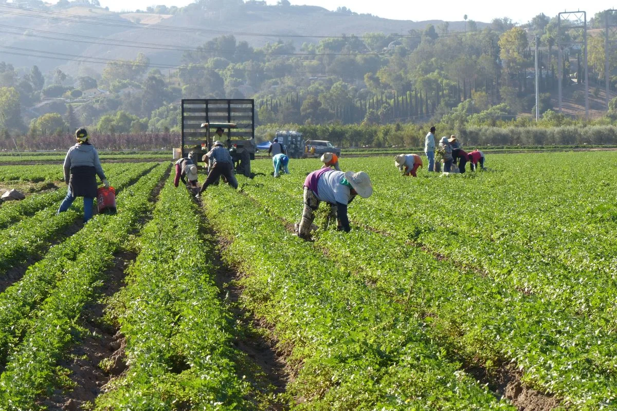 Saiba como ampliar sua produção com o BNDES Crédito Rural