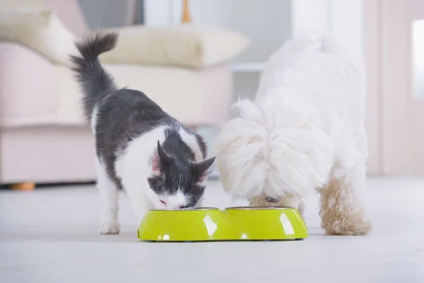 Você está alimentando seu pet corretamente?