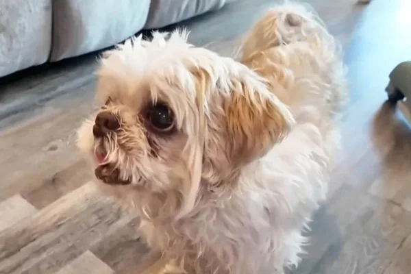 Cão desaparecido é achado a 1.600 km de distância de sua casa