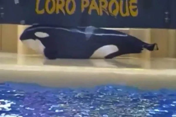 Vídeo comovente mostra baleia do SeaWorld “tentando cometer suicídio”