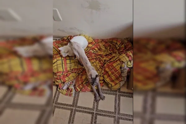 Sem comida ou água: 6 gatos são resgatados de “apartamento do terror”