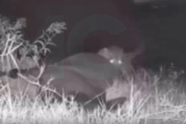 Foto em preto e branco de onça-pintada comendo animal na zona rural de Maringá - Metrópoles