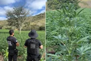 Fazenda de maconha com 40 mil pés é descoberta em Minas