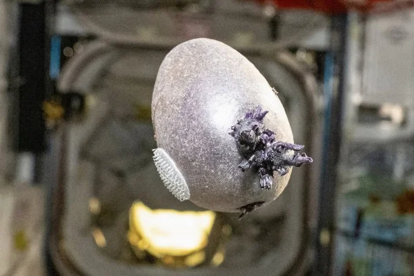 Imagem colorida de uma batata cultivada no espaço - Metrópoles