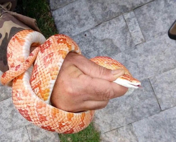 Polícia Ambiental resgata duas cobras às margens de rodovia do DF