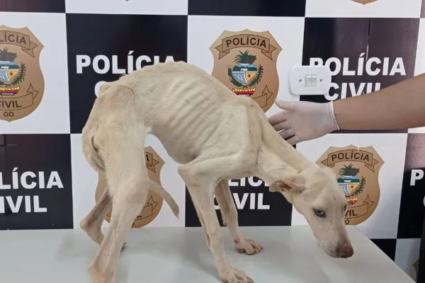 cachorro vítima de maus-tratos em goiás foi resgatado pela polícia. dona será indiciada