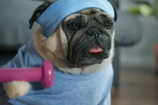 Imagem colorida de cachorro com roupa de ginástica