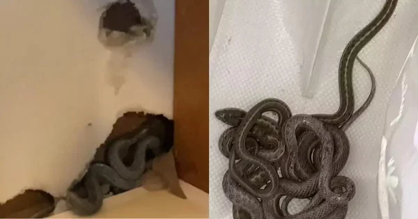 Na foto, cobras nas paredes e pisos de uma casa - Metrópoles