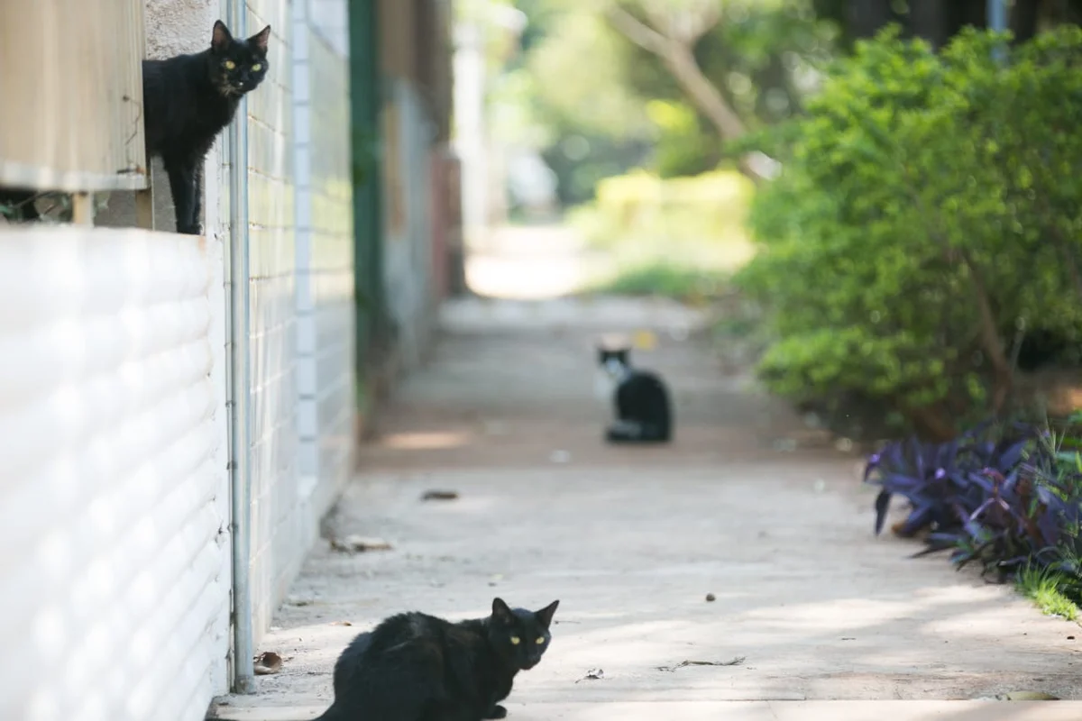 Moradores estão com medo das doenças que os animais podem transmitir Moradores estão com medo das doenças que os animais podem transmitir
