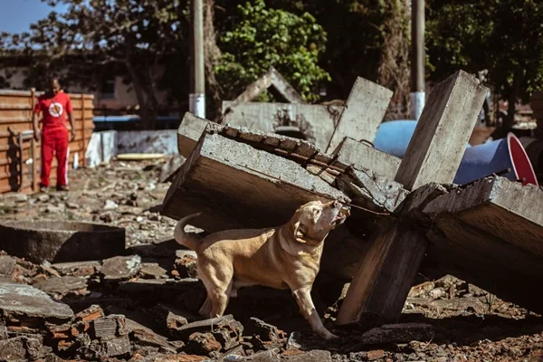 Brumadinho: feira de adoção consegue lar para animais resgatados
