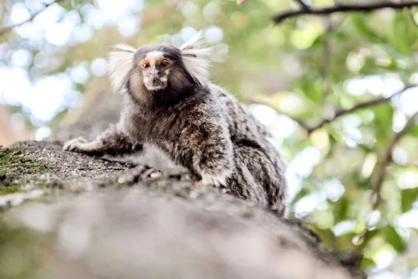 Imagem colorida de sagui - Metrópoles