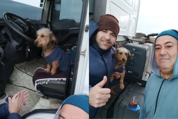 Imagem colorida de cadela sentada no banco de caminhão com tutor e outro homem