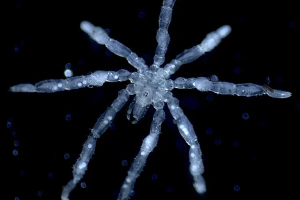 Imagem de raio-x de corpo de aranha marinha - Metrópoles.
