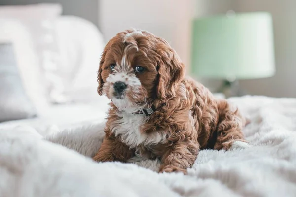 Meu cachorro tem medo de outros cães: o que devo fazer?