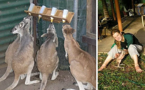 Mais de 500 milhões de animais morrem em incêndios na Austrália