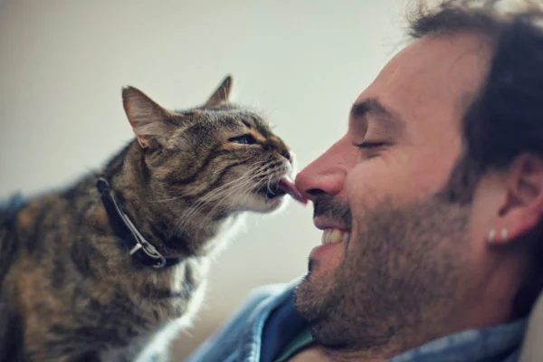 Imagem colorida de gato lambendo nariz de homem