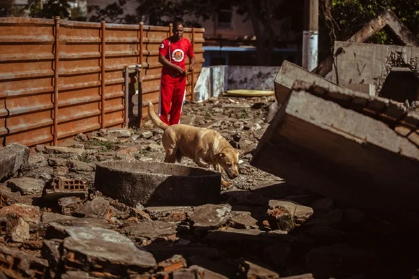 Imagem colorida de cão de salvamento - Metrópoles