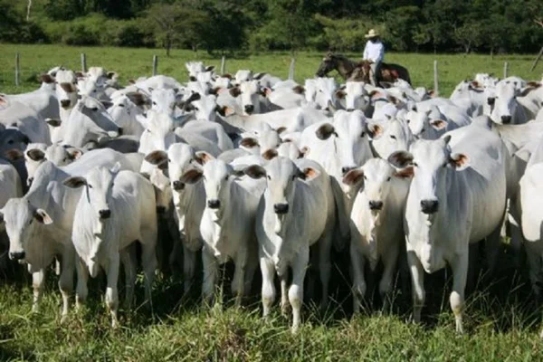 Brasil adapta normas sobre gado às exigências do acordo UE-Mercosul