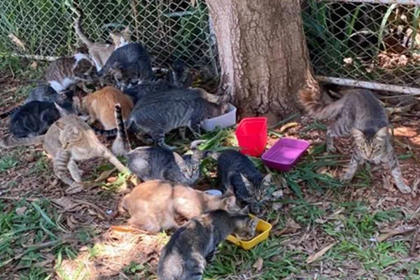 Gatos selvagens
