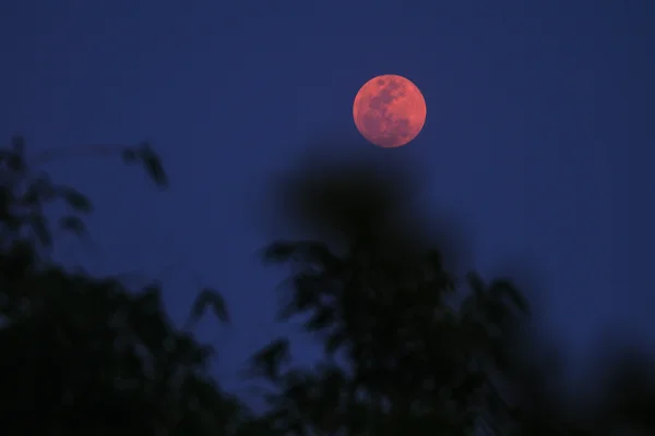 “Lua Rosa”: saiba o que é e como observar o fenômeno nesta 4ª (1º/4)
