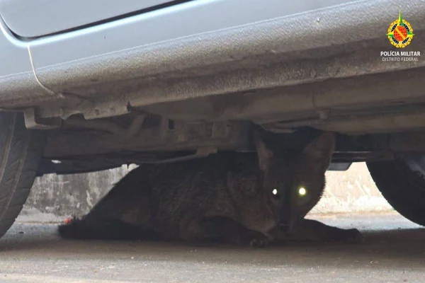 Cachorro-do-mato debaixo de carro