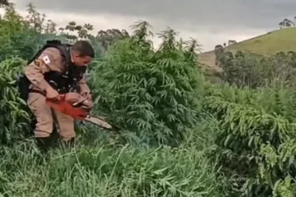 Polícia Militar de Minas Gerais encontra pé de maconha