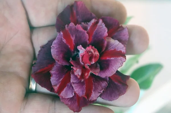 Rosas do deserto ganham popularidade nos lares brasileiros