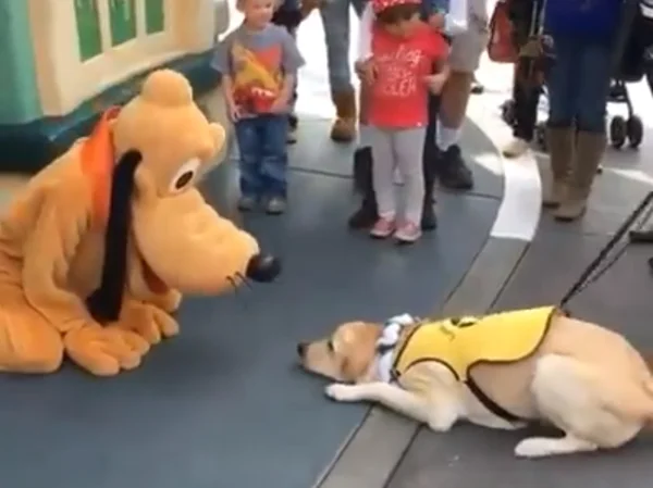 Cão-guia conhece Pluto na Disney e não esconde a animação