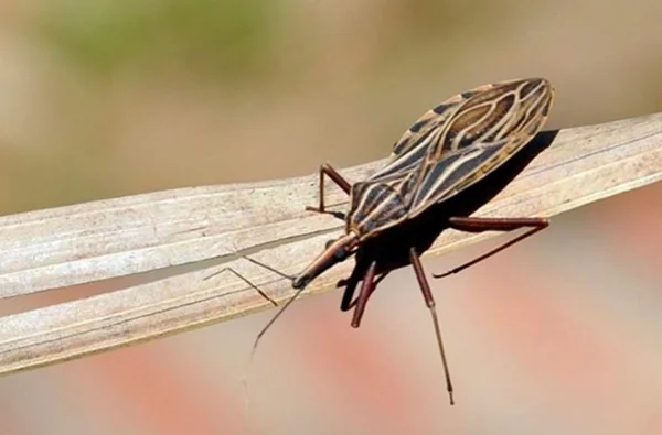 Anvisa aprova medicamento para tratar doença de Chagas em crianças