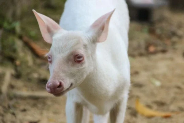 Foto colorida de veado albino de Santa Catarina