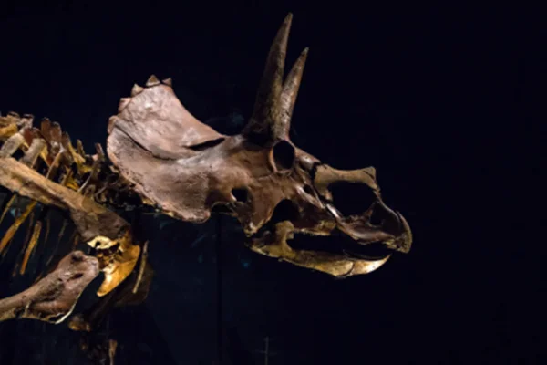 Foto colorida de dinossauro Triceratops - Estudo indica que dinossauro usou nariz para resfriar a própria cabeça - Metrópoles