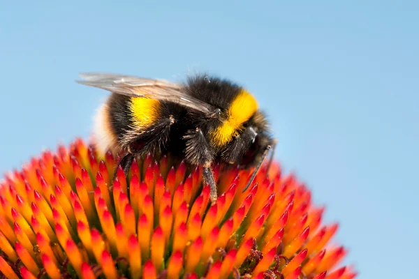 Imagem colorida mostra abelha Bombus terrestris - Metrópoles - amaz