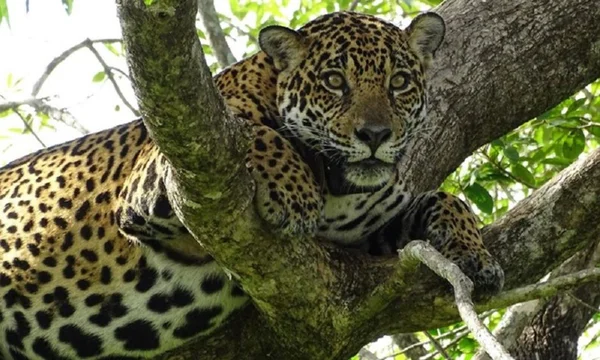 Onça-pintada Gaia, que morreu em incêndio no Pantanal