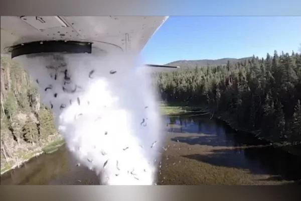 Vídeo: milhares de peixes são arremessados de um avião em lago nos EUA