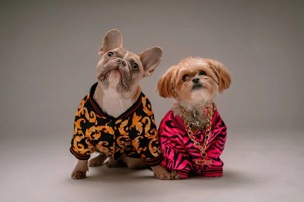 na foto temos dois cachorros com blusas de frio