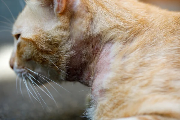 gato com problema de pelo e pele