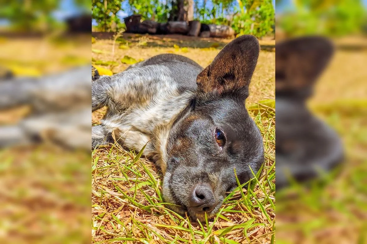 A cachorra era meiga e brincalhona A cachorra era meiga e brincalhona