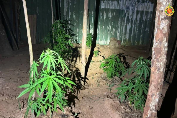 Maconha apreendida