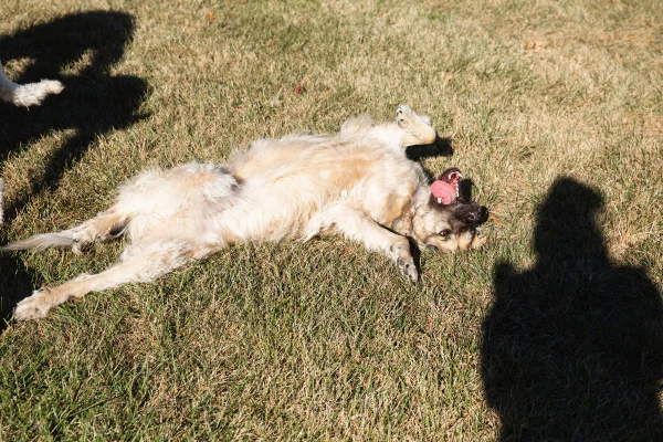 cachorro se coçando na grama
