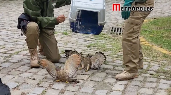 Animais resgatados Rio